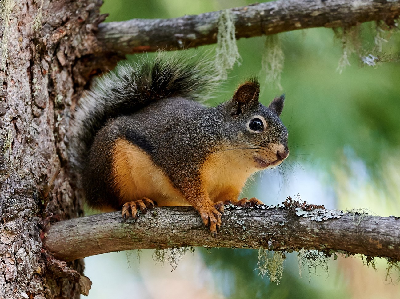 Medium sized squirrel with tawny belly, gray-brown back, whitish eye ring, and faint dark tufts on ears, perched in a tree.