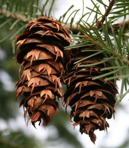 Close up Douglas-fir cones