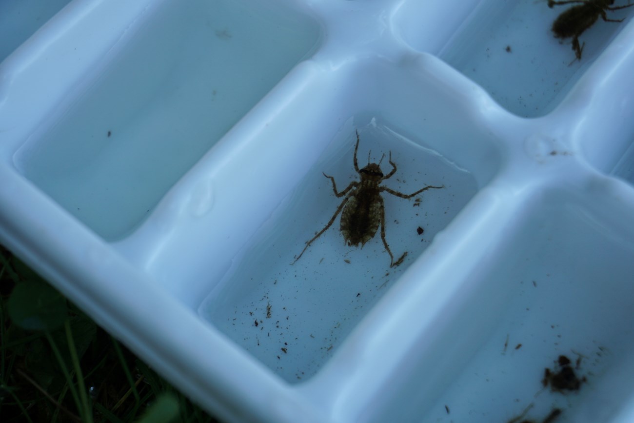 Dragonfly Larvae A dark brown aquatic insect with a round body and six legs sits in a white plastic tray filled with water.