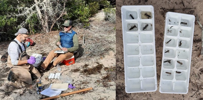 Two men sitting on the ground holding ice trays adn bug samples with a closeup of the ice trays on the right