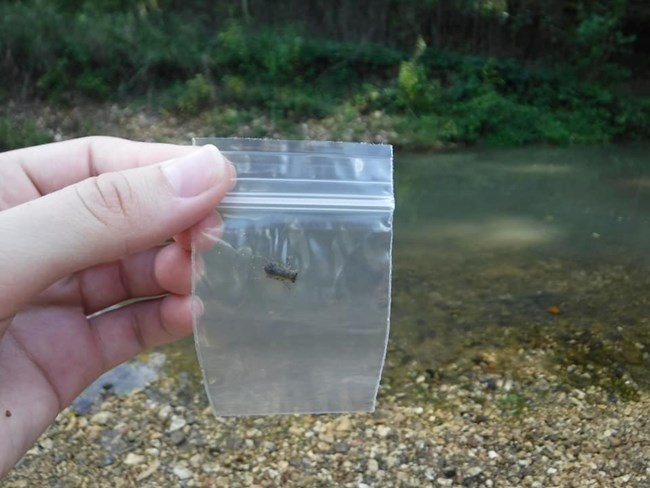 A clear bag holding a tiny dragonfly larva.