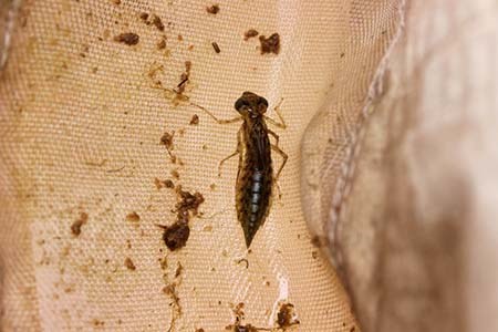 A long brown insect with big eyes, six legs and a pointed back end is surrounded by small insects.