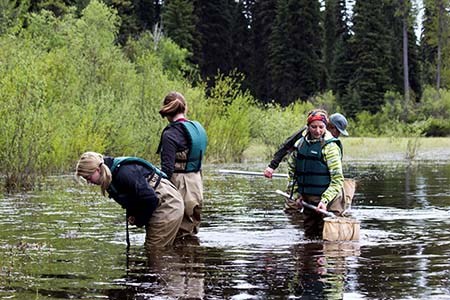 Citizen scientists Four citizen scientists search a pond with nets.