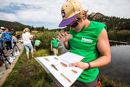 Bioblitz at ROMO Person holding a magnifying box, looking at a sheet of dragonfly larvae photos.