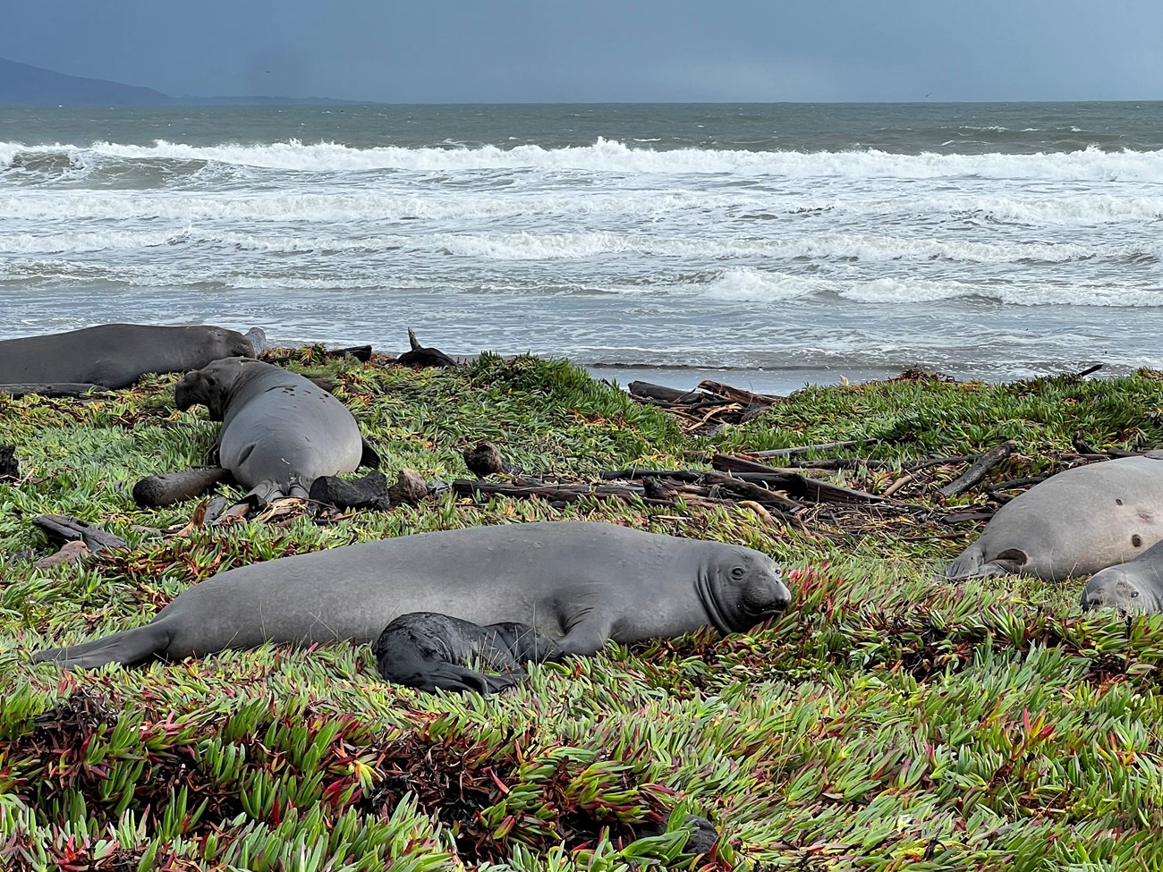 Ice plant nursery A female seal and her black pup lay on a carpet of green ice plant. Three other females are behind them, and behond them all, waves crash on the beach beneath a moody gray sky.