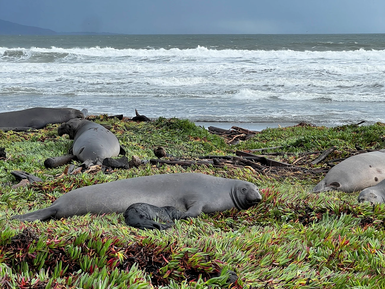 Ice plant nursery A female seal and her black pup lay on a carpet of green ice plant. Three other females are behind them, and behond them all, waves crash on the beach beneath a moody gray sky.
