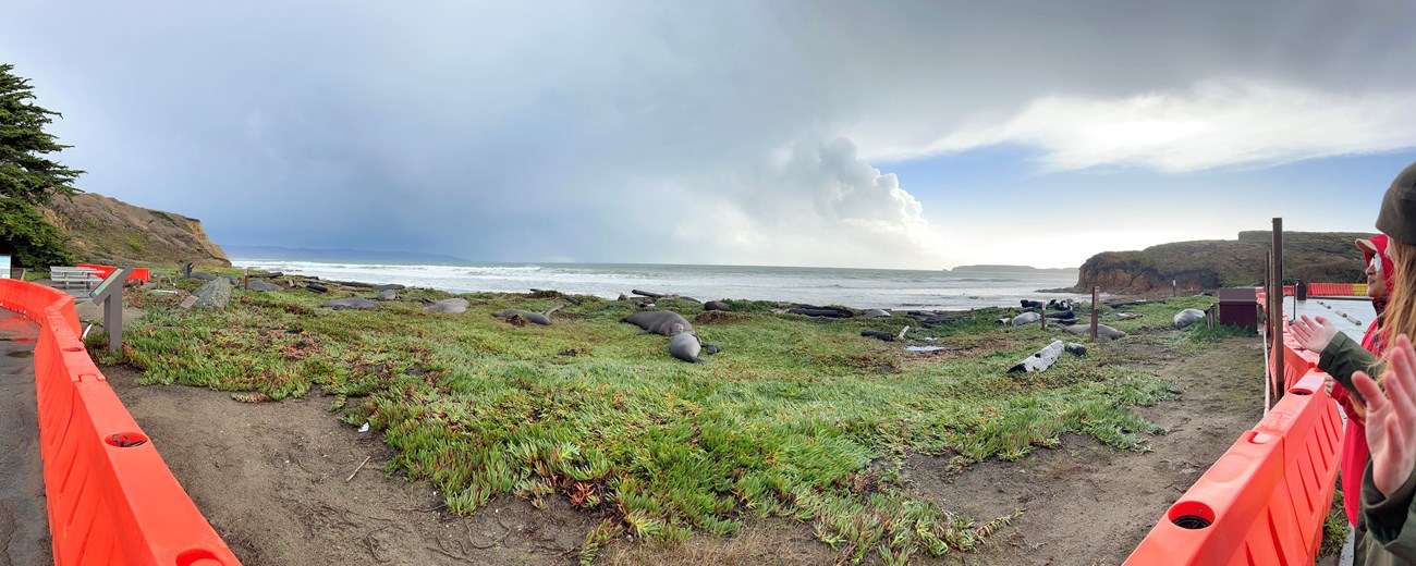 Drakes Beach panorama Panoramic view shows orange k rails that separate visitors from the elephant seals hauled out on green ice plant with Drakes Bay in the background. NPS Marine Ecologist Sarah Codde can be seen on the far right with her hands outstretched while sharing abo