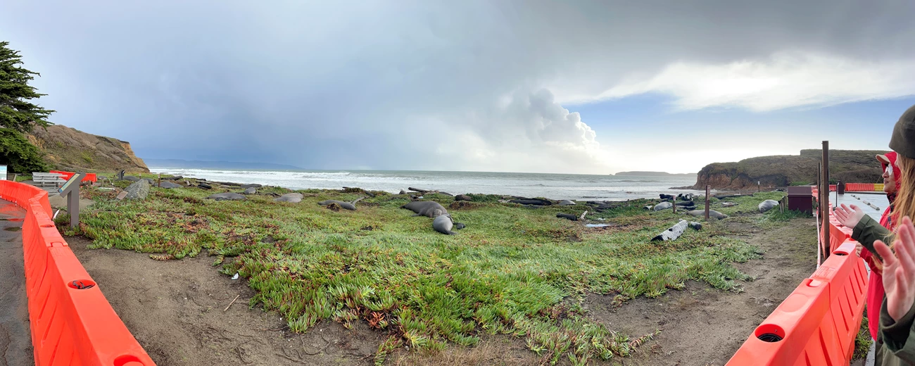 Drakes Beach panorama Panoramic view shows orange k rails that separate visitors from the elephant seals hauled out on green ice plant with Drakes Bay in the background. NPS Marine Ecologist Sarah Codde can be seen on the far right with her hands outstretched while sharing abo