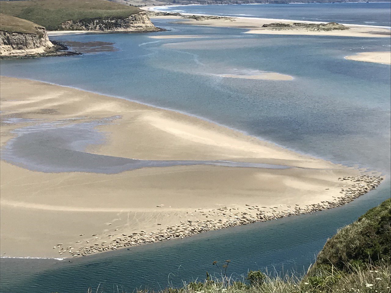 Drakes Estero Harbor Seal Colony Looking down from a bluff at a large sandbar, densely lined on the near side with hundreds of harbor seals.