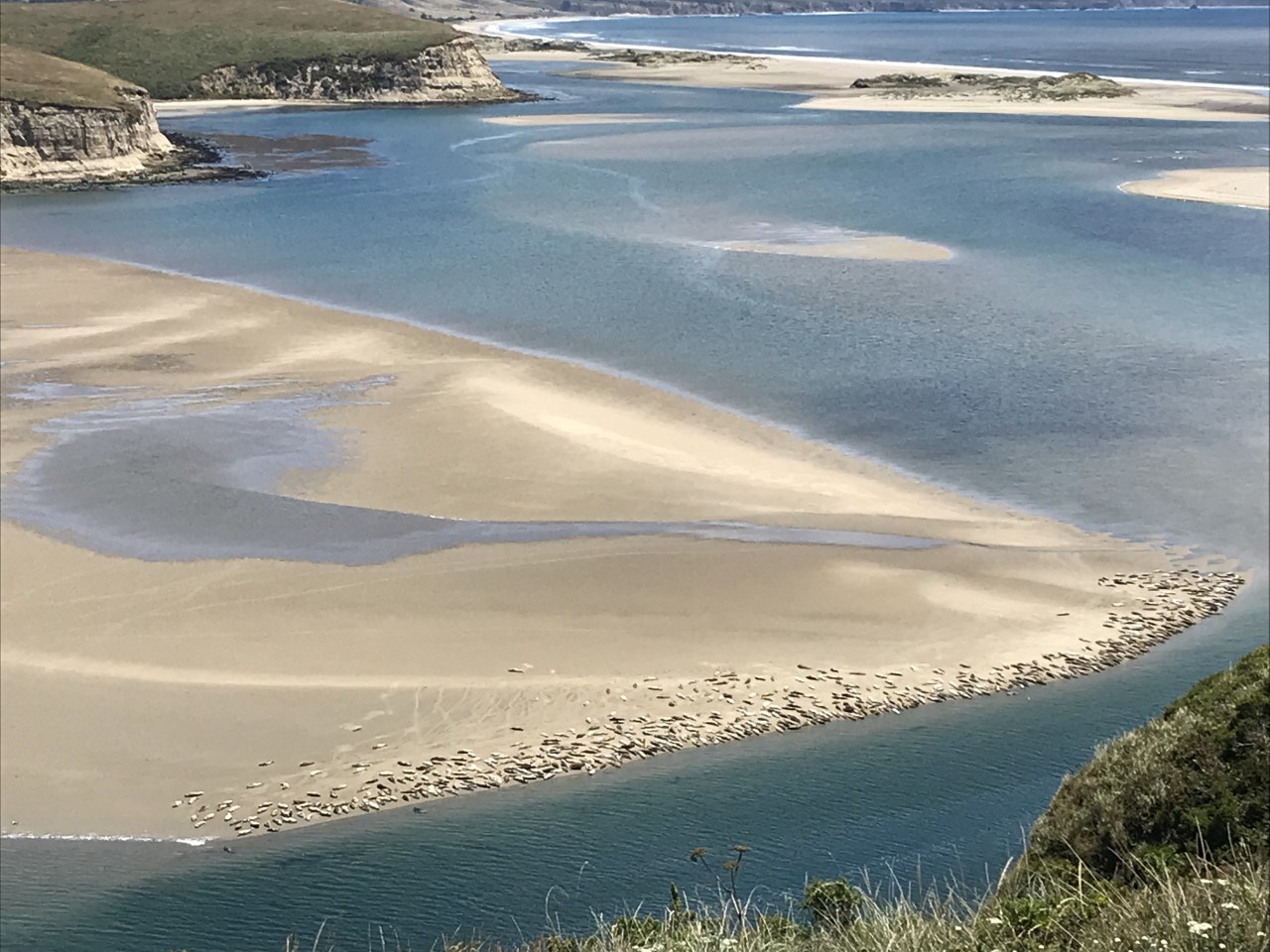 Looking down from a bluff at a large sandbar, densely lined on the near side with hundreds of harbor seals.