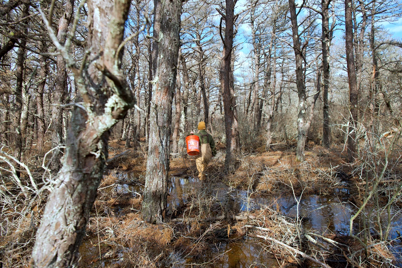 Duck Harbor Forest Person wearing waders carrying a bright orange bucket through a flooded forest of dead pine trees.