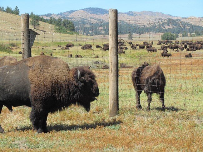 an adult bison bellowing at a young bison on the other side of a tall fence with a large herd in the background