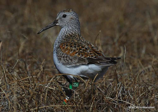 Dunlin_web A banded Dunlin (shorebird).