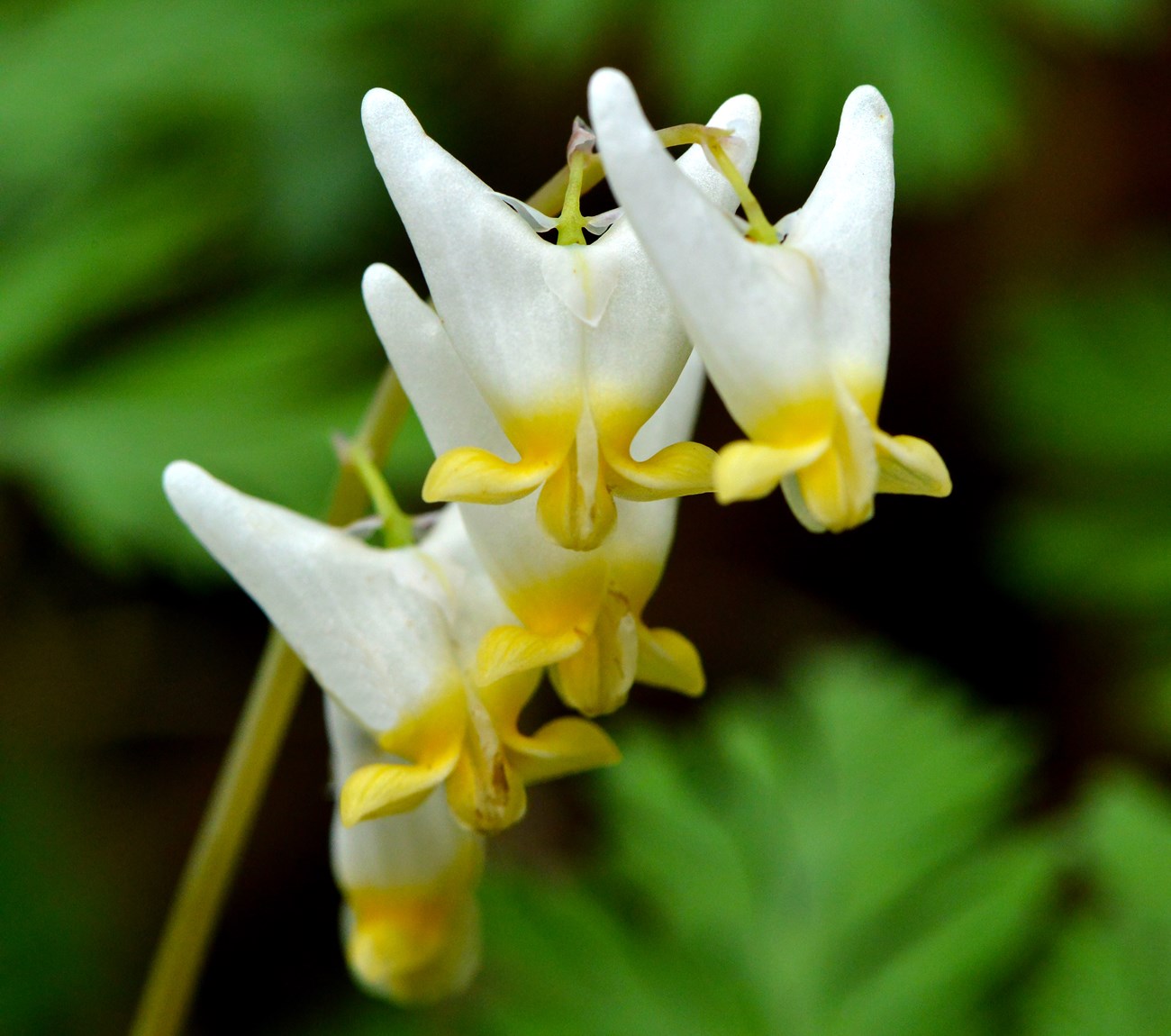 Dutchman's breeches Yellow and white flowers on a green background