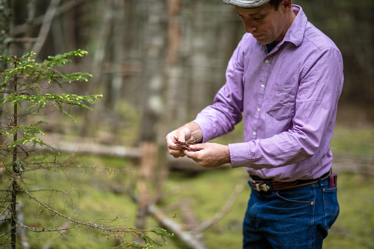 man holds pine needs in hands next to small pine tree