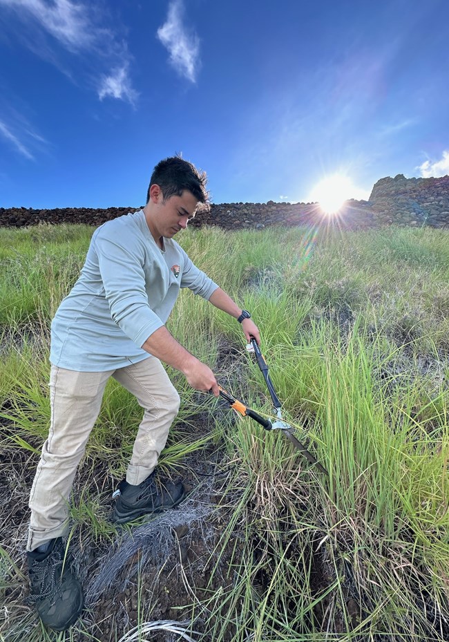 Pili grass cutting Pili grass cutting