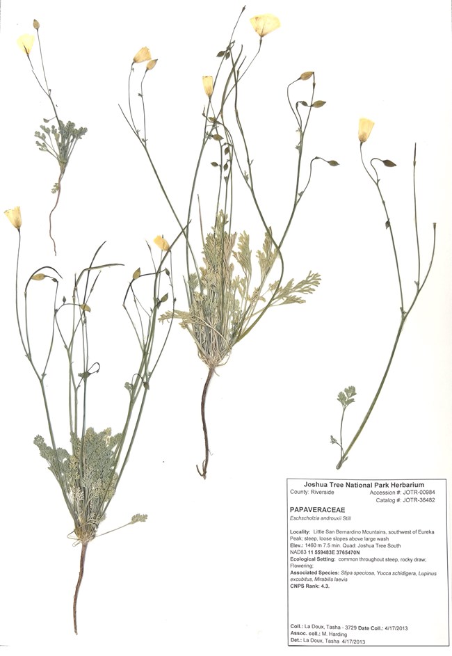 Eschscholzia androuxii Pressed plants with yellow flowers. Writing says Joshua Tree National Park Herbarium, Papaveraceae, Eschscholzia androuxii. The plant's locality, elevation, and associated species are also listed.
