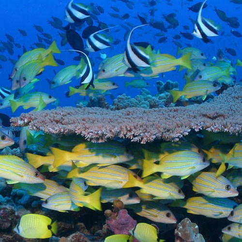 Coral reef with brightly colored fish. NPS photo.