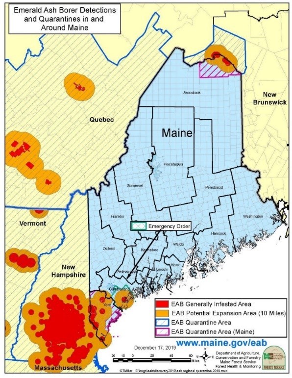 Map of Maine showing areas with emerald ash borer