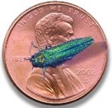 Emerald ash borer on top of penny