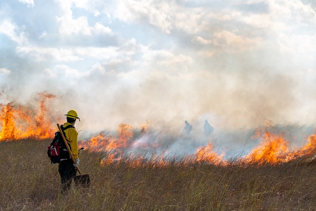 A firefighter holds a shovel near a line of flames.