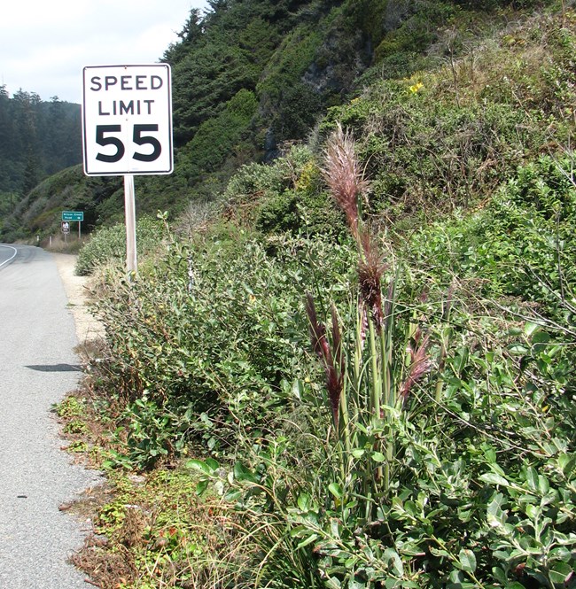 Thick, green roadside plants, with one tall, purple-headed grass emerging above the others.