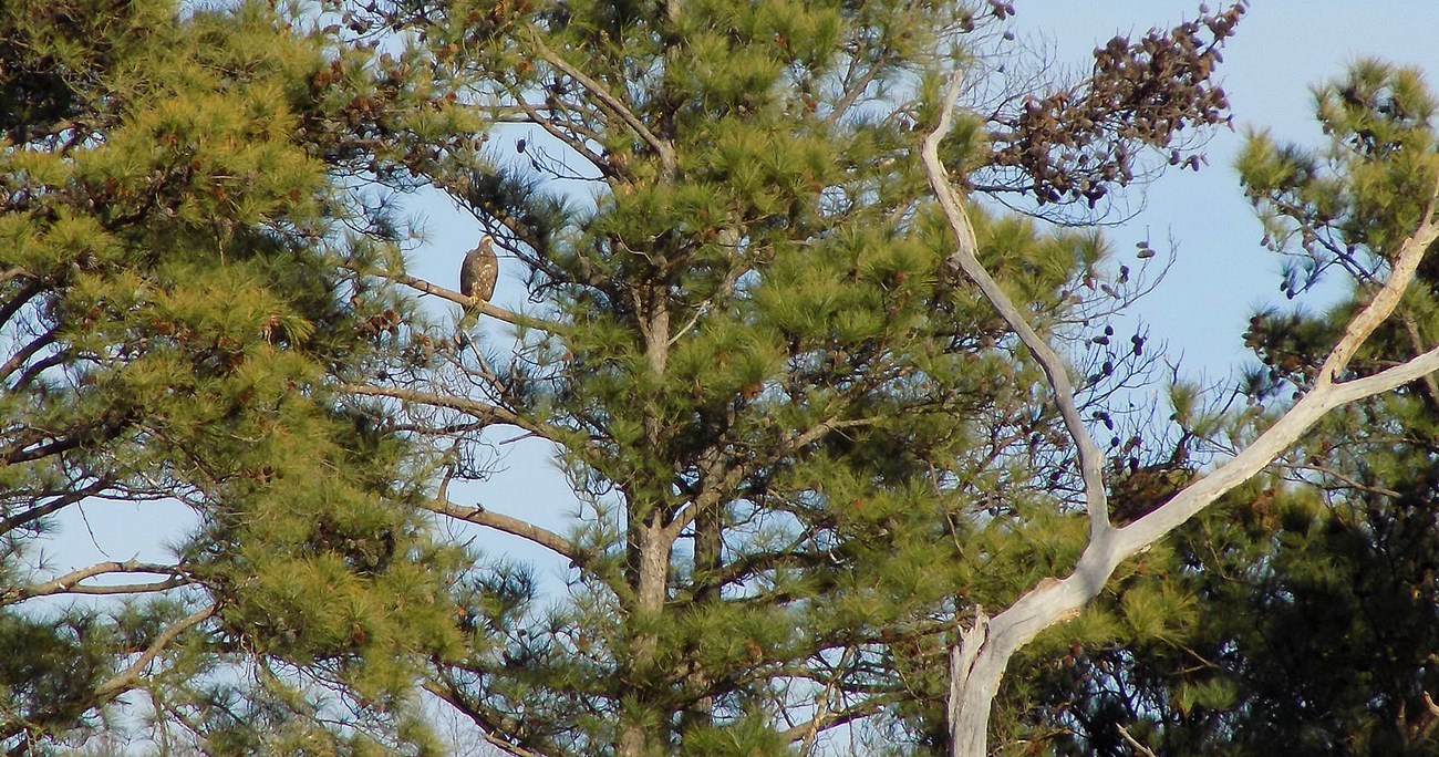 Eagle,_VSP,_Caledon An eagle in a tree.