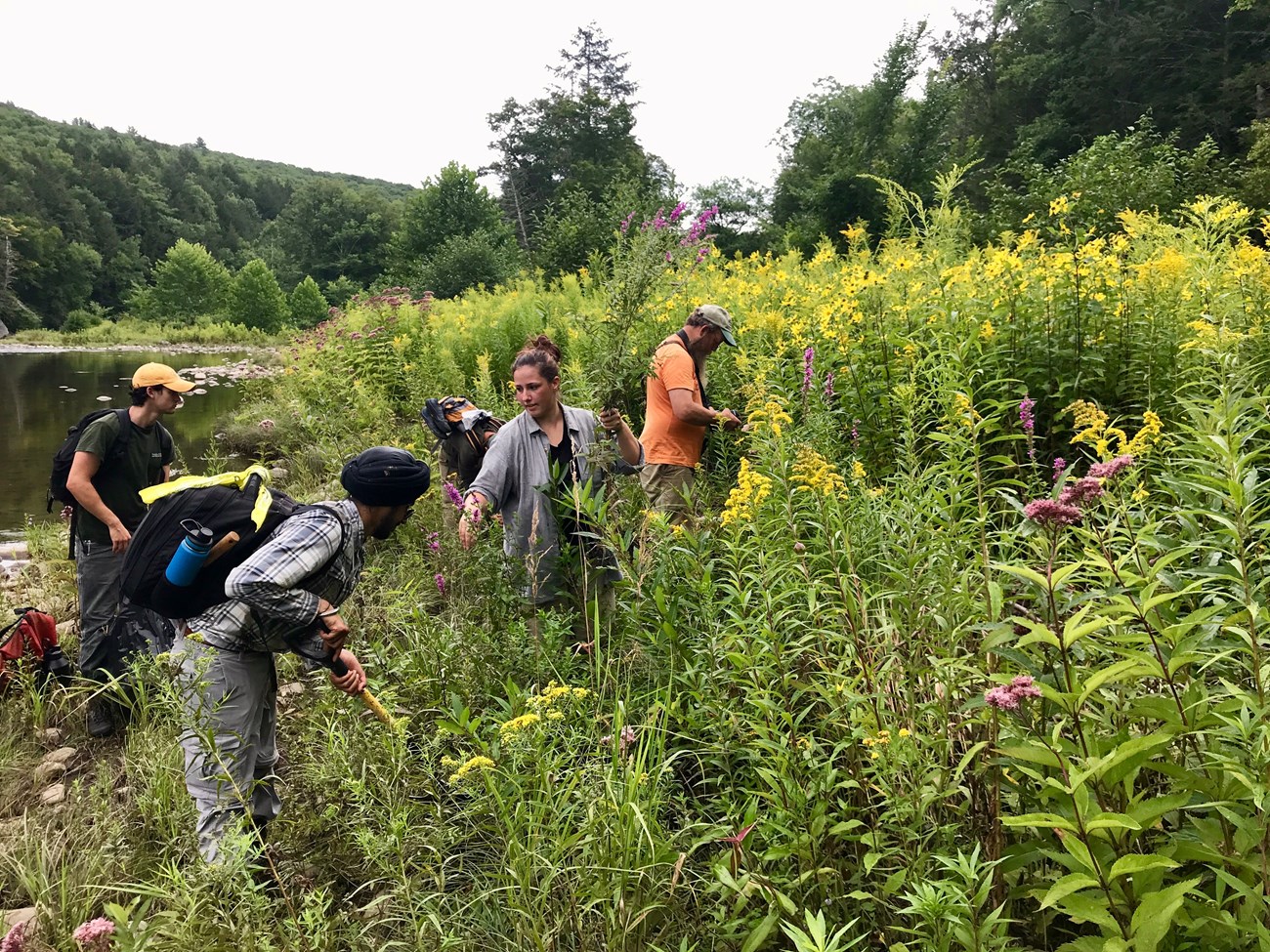 A group of people work to remove invasive plants on the banks of a river