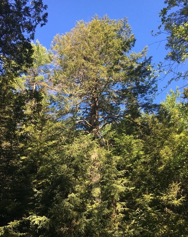Eastern hemlock infested with HWA View looking up at an eastern hemlock tree with dead sections
