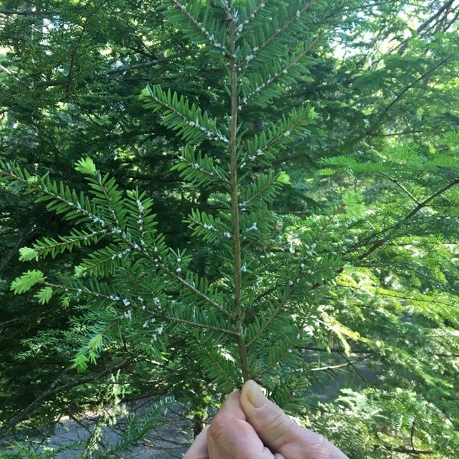 Hand holding an eastern hemlock branch showing infestation of HWA