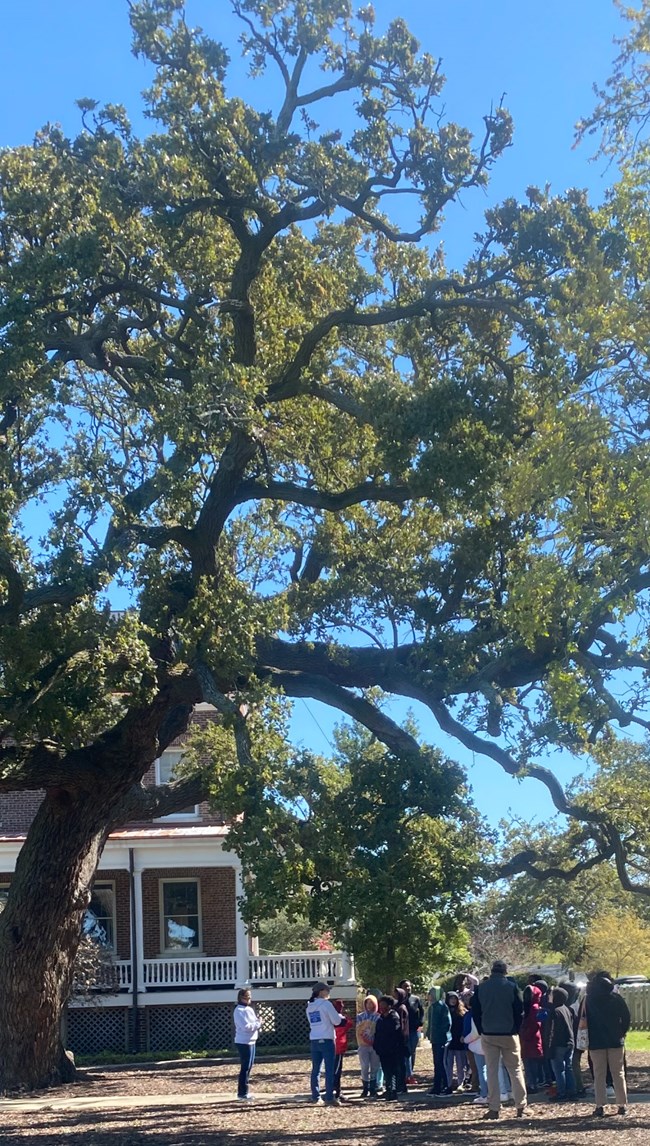 A group of students gather under a large oak tree.