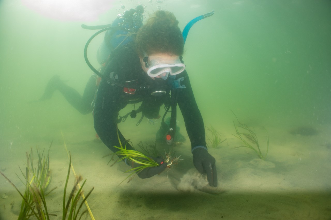 A scuba diver underwater moving a handful of grass A scuba diver underwater moving a handful of grass