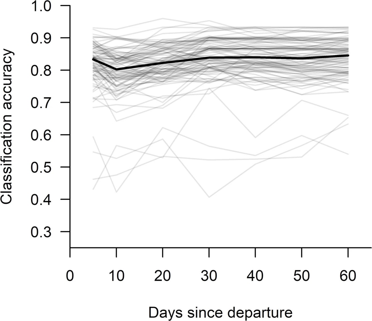 A graph with many gray lines and one black line depicting modeled relationship between the accuracy of identifying cub presence and how many days it's been since an adult female bear left the den.