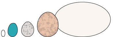 An illustration of different bird eggs.