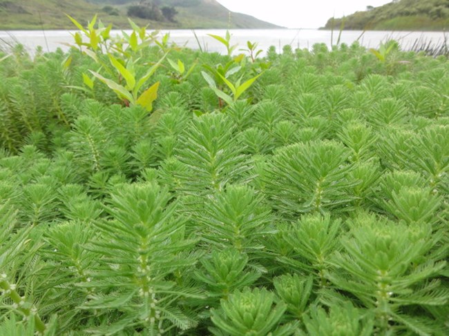 Dense cluster of plants with feathery leaves growing at the edge of a lagoon.