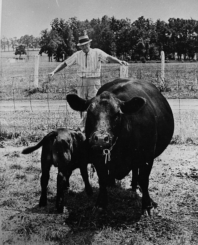 Eisenhower and his Cows A black and white image of President Eisenhower and several of his cows