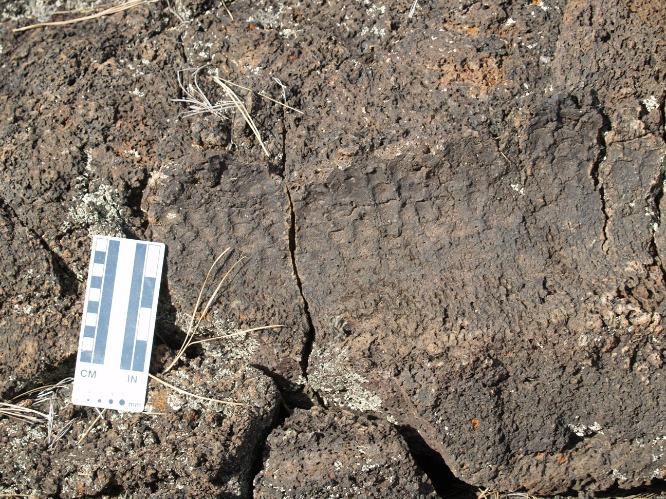 photo of a lava surface with an impression of tree bark