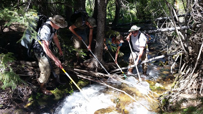 Electrofishing Snake Creek Four staff members using electrofishing to catch fish in a stream