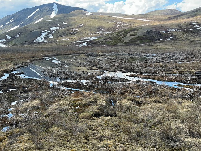 EliRiverBeaverPond_June2023_web A beaver pond in Alaska