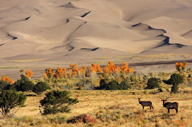 A male and female elk stand in a grassy field bordered by sparse trees and then sand dunes.