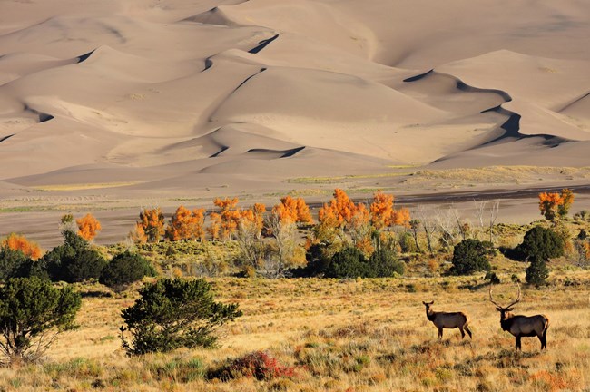 Elk pair GRSA NPS Patrick Myers A male and female elk stand in a grassy field bordered by sparse trees and then sand dunes.