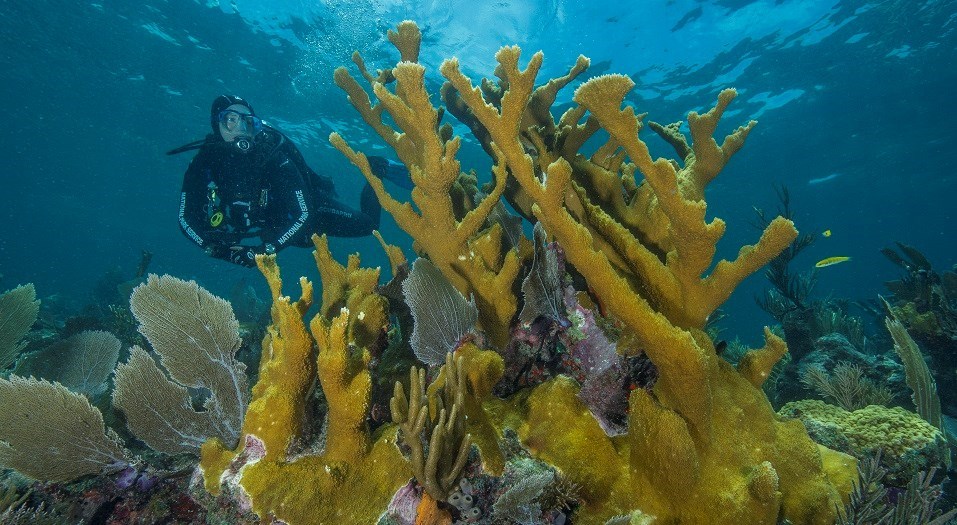 a diver swims next to a yellow elkhorn coral on a reef