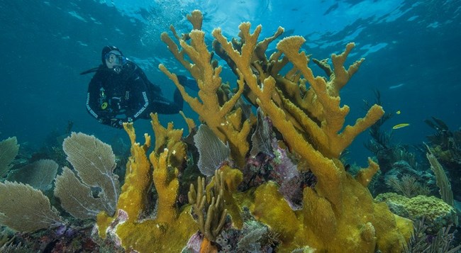 a diver swims next to a yellow elkhorn coral on a reef