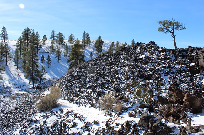 Snow is sprinkled on top of black lava rocks, creating a speckled pattern, while talk trees with widespread green branches fill the background.