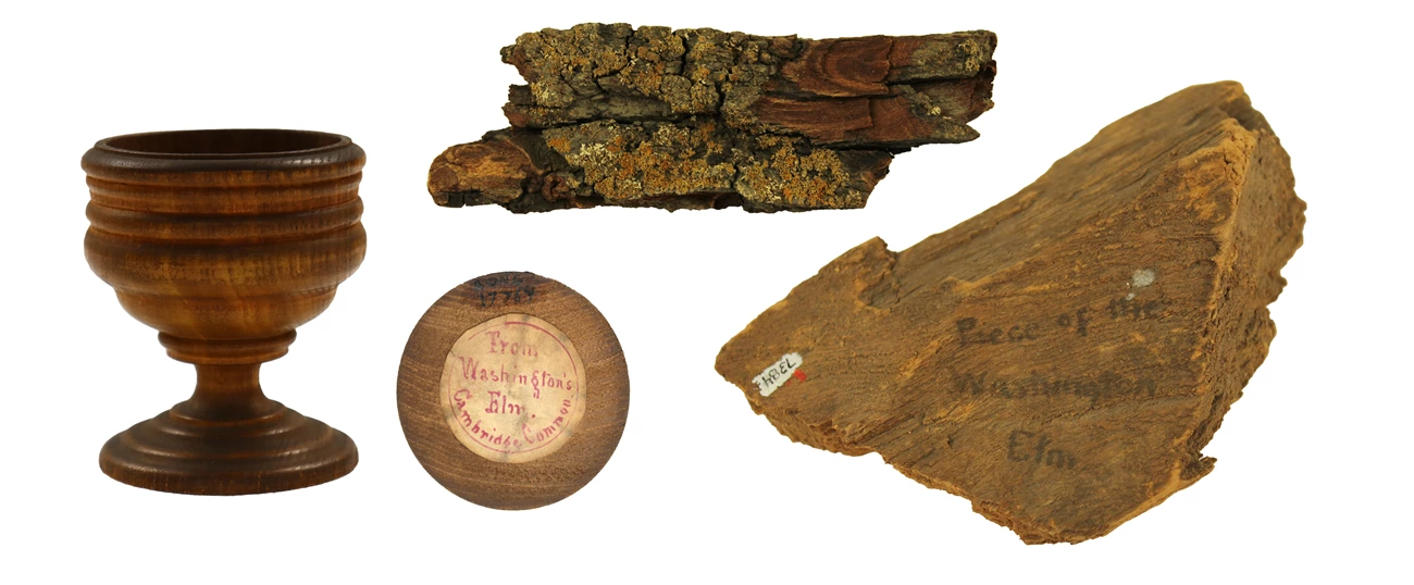 Washington Elm Relics Collage of photos of wooden cup with label and two fragments of wood
