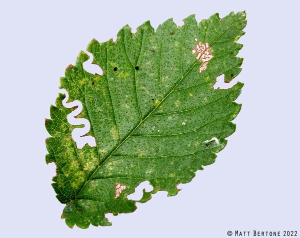 An elm leaf with zigzag-shaped lines missing along the edges.