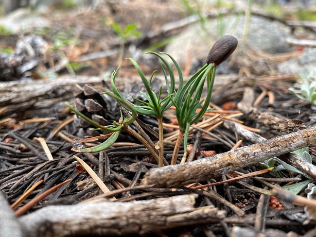 Pine seedling with nut case still on tip of needles.