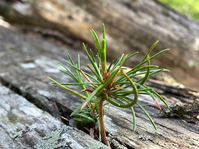 Tiny pine seedling.