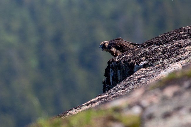 lt= A bird of prey opens its beak and stares down a steep drop-off.