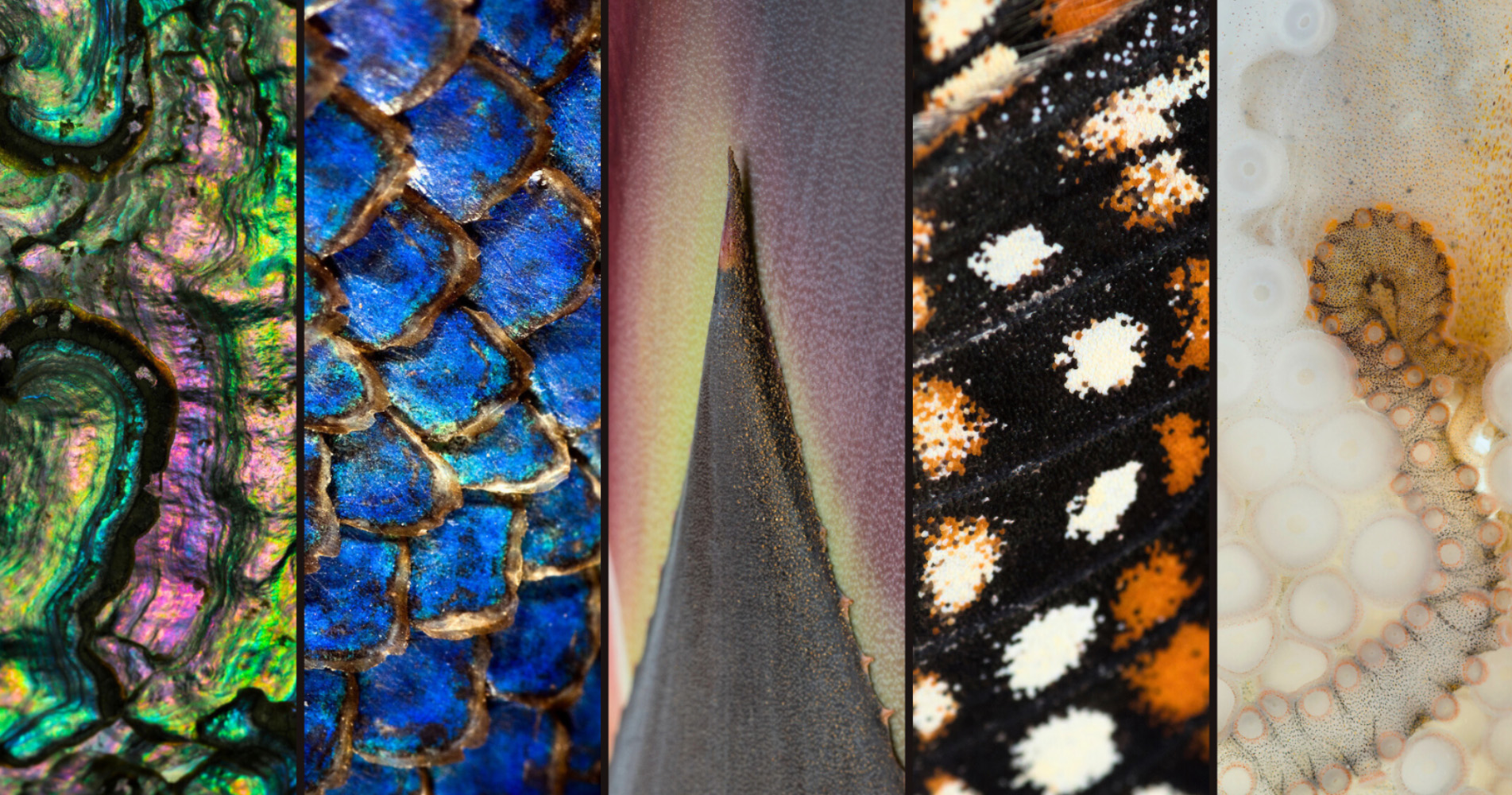 Collage of extreme close-up textures from various animal surfaces, including iridescent shell, blue scales, pointed spine, patterned wing, and suction cups.